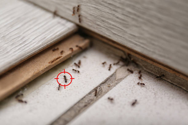 Best Pest Control Near Me  in Glassmanor, MD