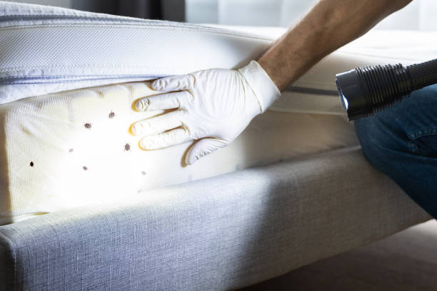Trusted Glassmanor, MD Pest Control Experts