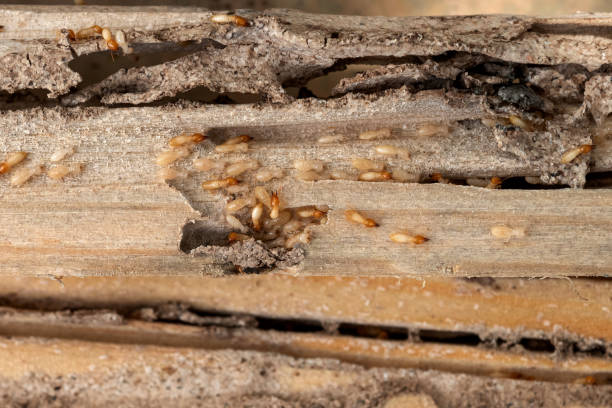 Best Local Pest Control Services  in Glassmanor, MD