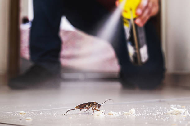 Best Spider Control Near Me  in Glassmanor, MD