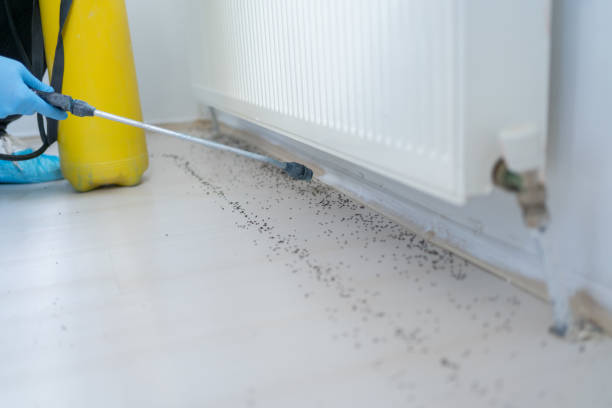 Best Ant Control Services  in Glassmanor, MD